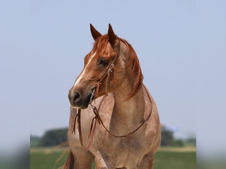 American Quarter Horse Gelding 10 years 15,1 hh Roan-Red in Bernard, IA