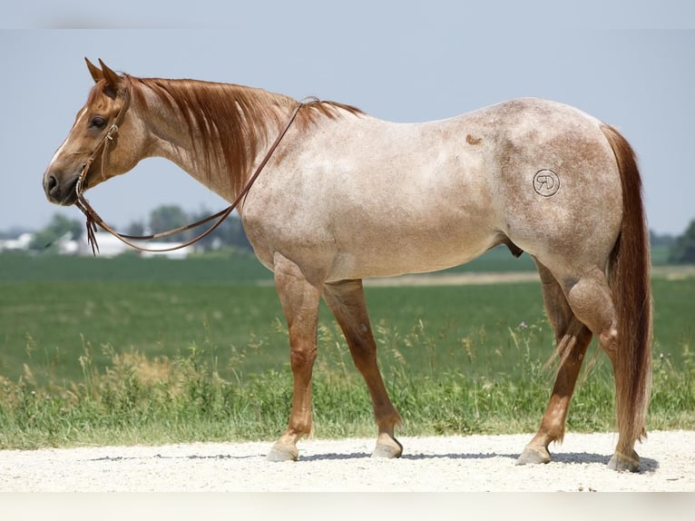 American Quarter Horse Gelding 10 years 15,1 hh Roan-Red in Bernard, IA