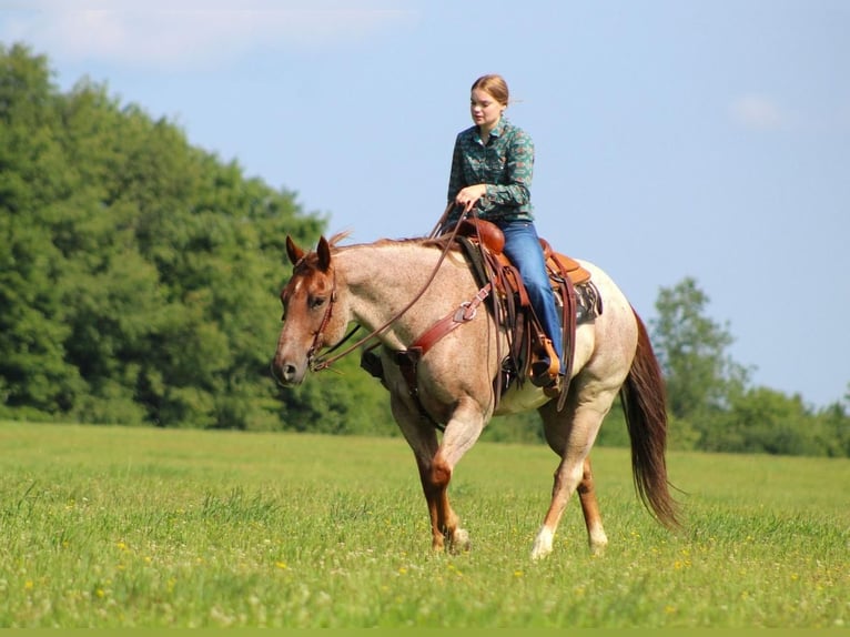 American Quarter Horse Gelding 10 years 15,1 hh Roan-Red in Clarion, PA