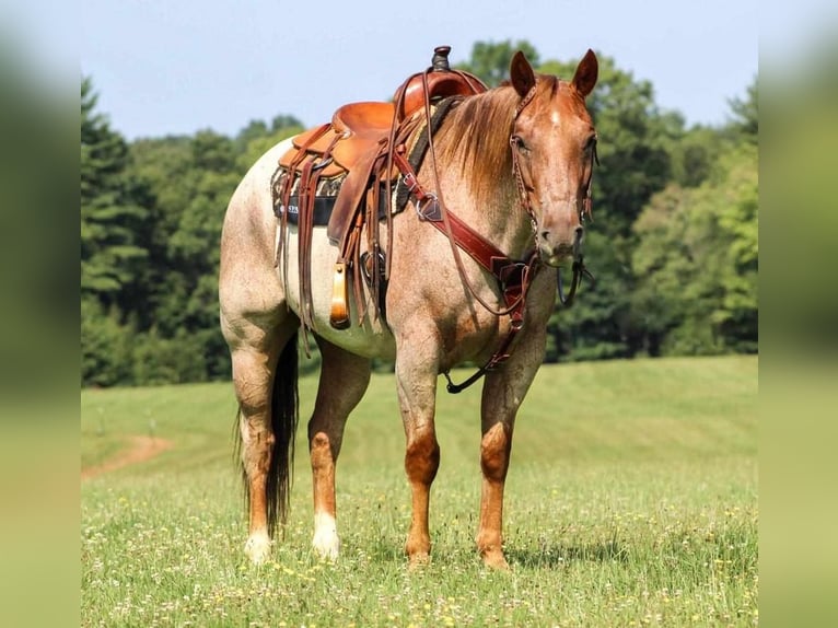 American Quarter Horse Gelding 10 years 15,1 hh Roan-Red in Clarion, PA