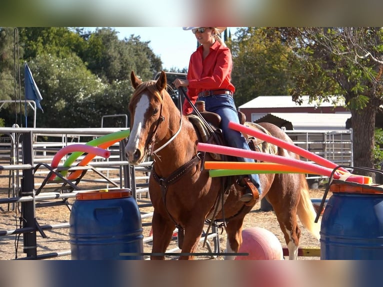 American Quarter Horse Gelding 10 years 15,1 hh Roan-Red in Waterford, CA