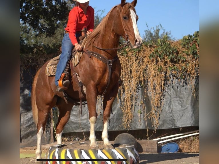 American Quarter Horse Gelding 10 years 15,1 hh Roan-Red in Waterford, CA