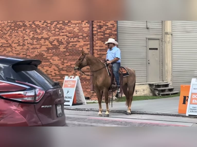 American Quarter Horse Gelding 10 years 15.1 hh Roan-Red in Henderson