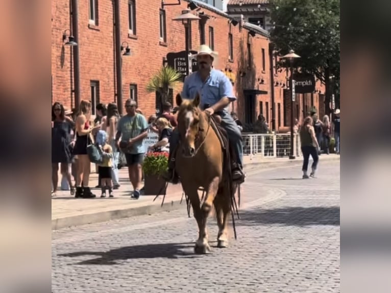 American Quarter Horse Gelding 10 years 15.1 hh Roan-Red in Henderson