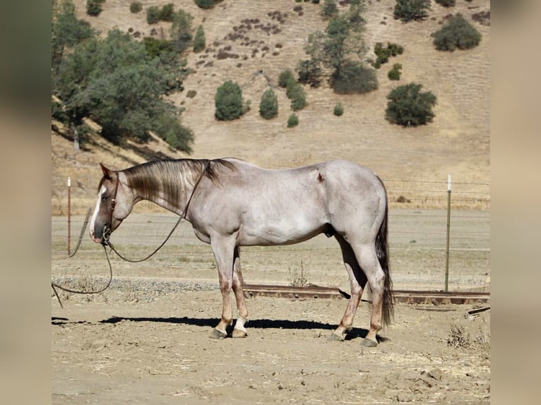 American Quarter Horse Gelding 10 years 15.1 hh Roan-Red in Paicines CA