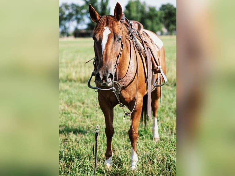American Quarter Horse Gelding 10 years 15,1 hh Sorrel in Lovell, WY