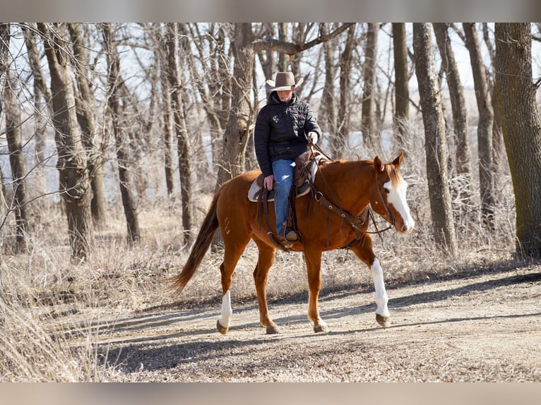 American Quarter Horse Gelding 10 years 15,1 hh Sorrel in Sioux Falls, SD