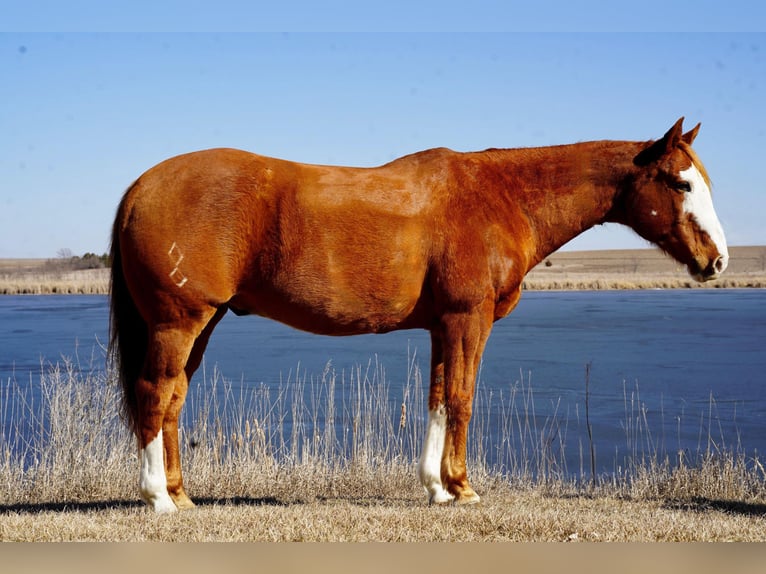 American Quarter Horse Gelding 10 years 15,1 hh Sorrel in Sioux Falls, SD