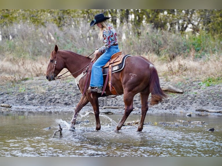 American Quarter Horse Gelding 10 years 15,1 hh Sorrel in Valley Springs, SD