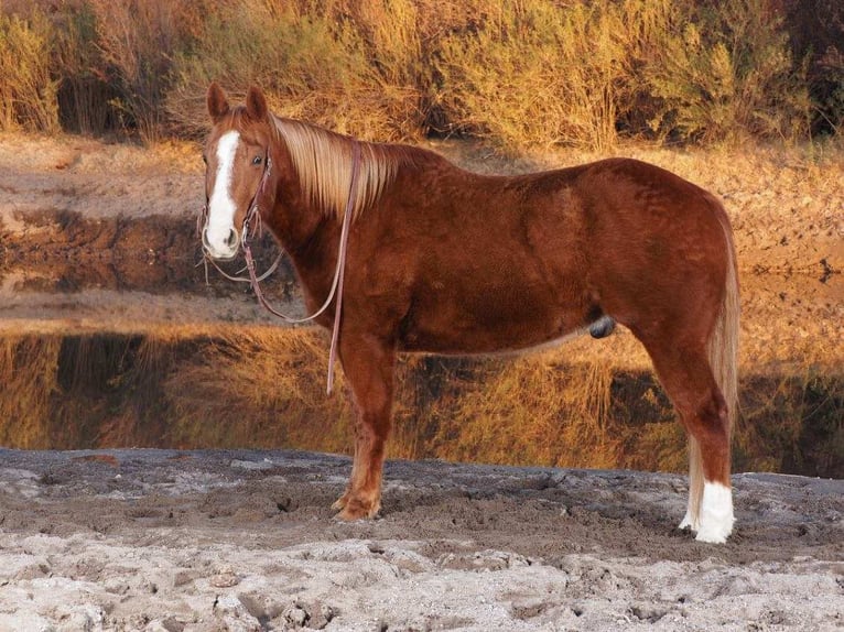 American Quarter Horse Gelding 10 years 15,1 hh Sorrel in Caballo, NM