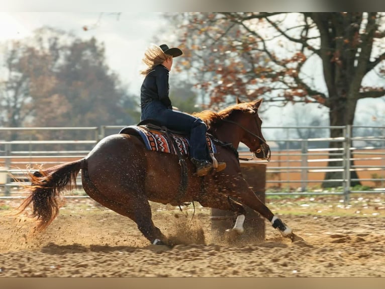 American Quarter Horse Gelding 10 years 15.1 hh Sorrel in Quitman