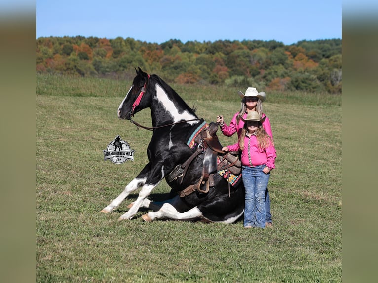 American Quarter Horse Gelding 10 years 15.1 hh Tobiano-all-colors in Wickenburg