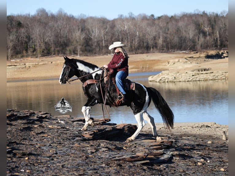 American Quarter Horse Gelding 10 years 15.1 hh Tobiano-all-colors in Wickenburg
