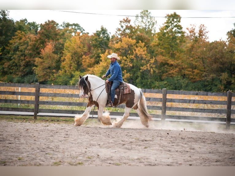American Quarter Horse Gelding 10 years 15,1 hh Tobiano-all-colors in Middletown OH