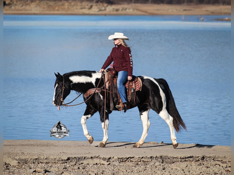 American Quarter Horse Gelding 10 years 15.1 hh Tobiano-all-colors in Fresno