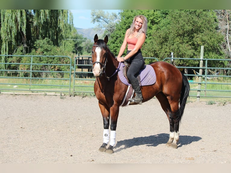 American Quarter Horse Gelding 10 years 15,2 hh Bay in Fort Collins