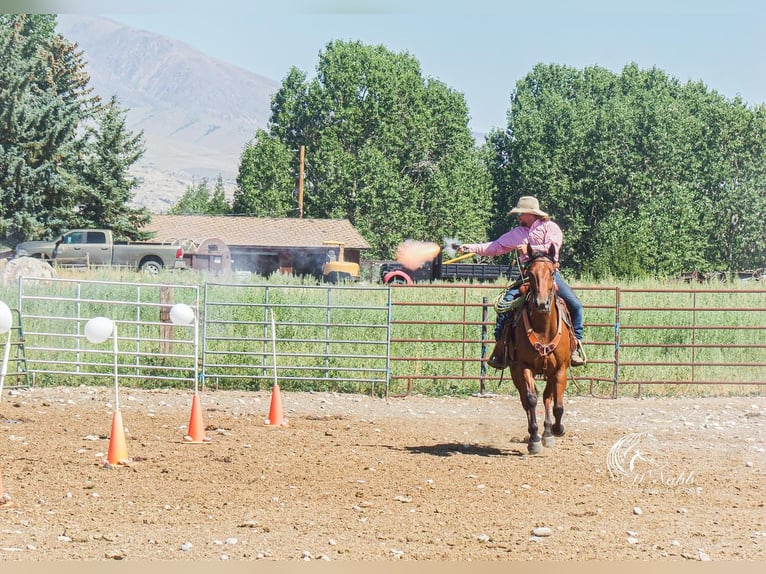 American Quarter Horse Gelding 10 years 15,2 hh Bay in Cody, WY