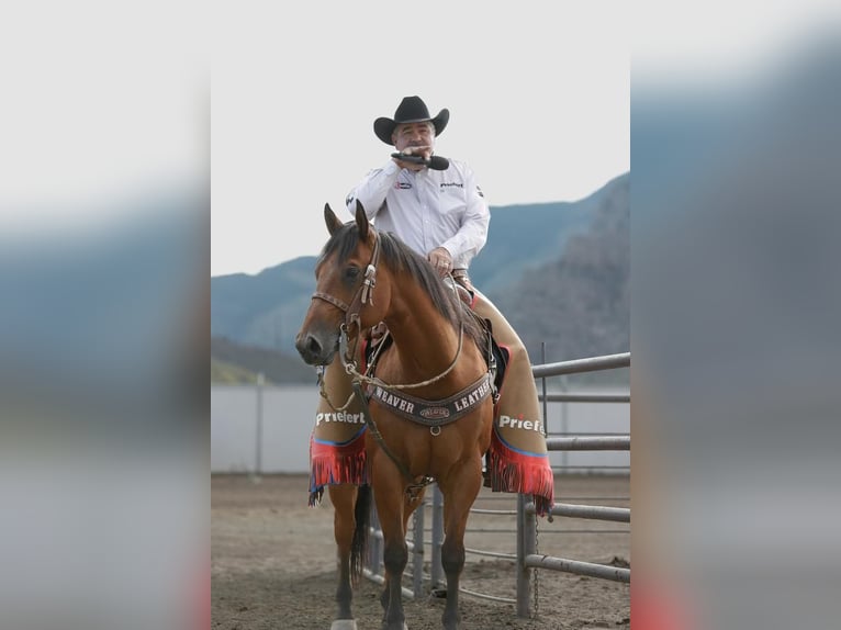 American Quarter Horse Gelding 10 years 15,2 hh Bay in Cody, WY