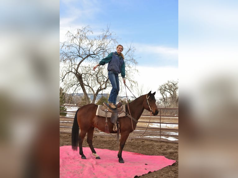 American Quarter Horse Gelding 10 years 15,2 hh Bay in Fort Collins, CO