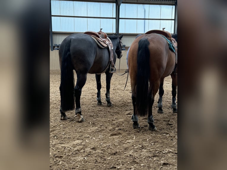 American Quarter Horse Gelding 10 years 15.2 hh Brown in Delligsen