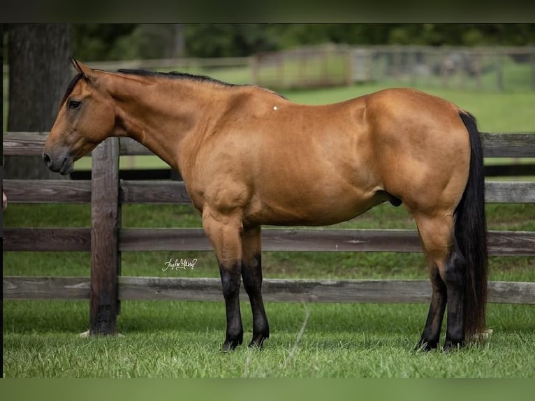 American Quarter Horse Gelding 10 years 15,2 hh Buckskin in Madisonville, KY