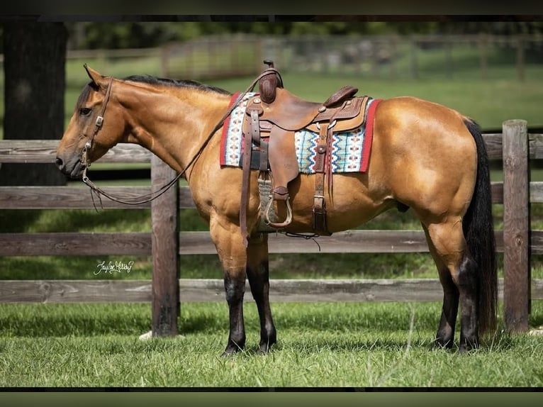 American Quarter Horse Gelding 10 years 15,2 hh Buckskin in Madisonville, KY