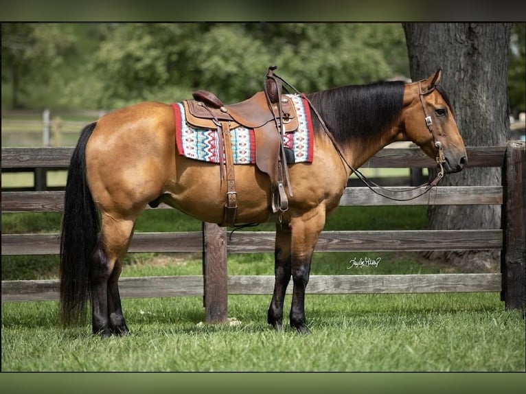 American Quarter Horse Gelding 10 years 15,2 hh Buckskin in Madisonville, KY