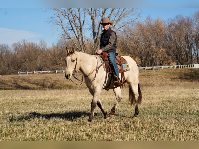American Quarter Horse Gelding 10 years 15,2 hh Buckskin in Valley Springs, SD