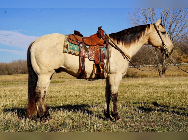 American Quarter Horse Gelding 10 years 15,2 hh Buckskin in Valley Springs, SD