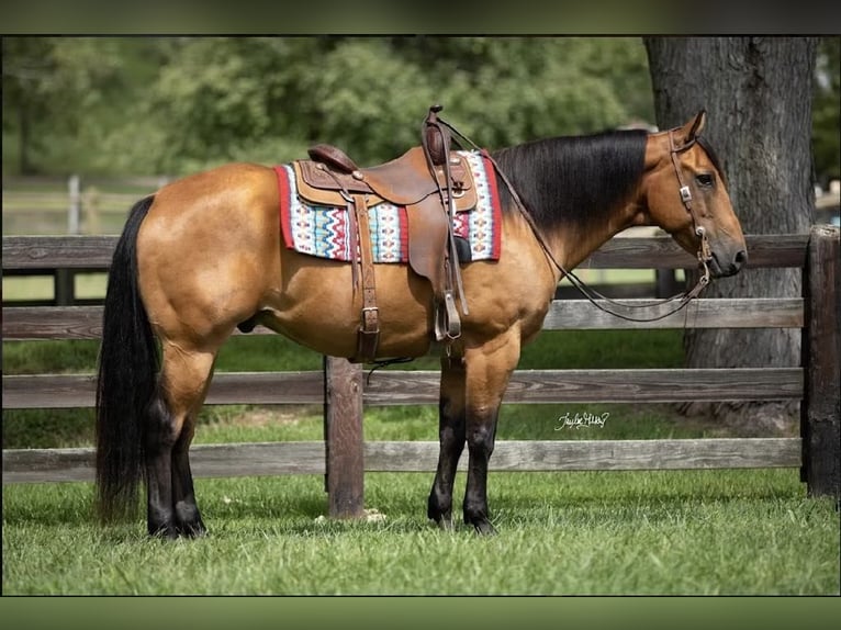 American Quarter Horse Gelding 10 years 15,2 hh Buckskin in Madisonville KY