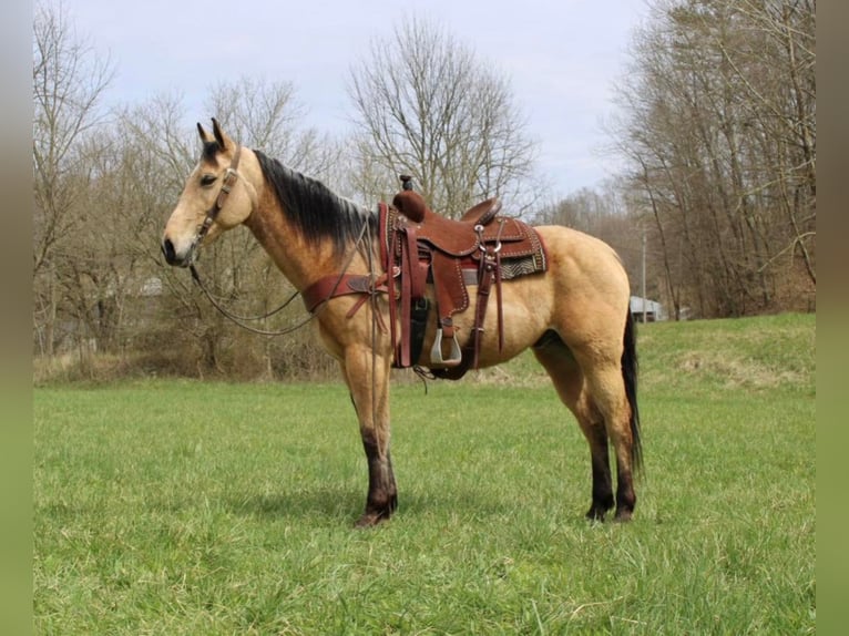 American Quarter Horse Gelding 10 years 15,2 hh Buckskin in Salyersville KY