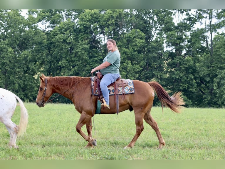 American Quarter Horse Gelding 10 years 15,2 hh Chestnut in Brooksville KY