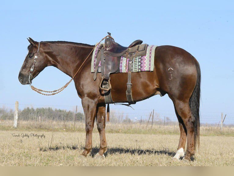 American Quarter Horse Gelding 10 years 15,2 hh Chestnut in Fairbank IA