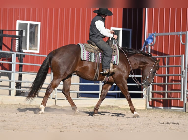 American Quarter Horse Gelding 10 years 15,2 hh Chestnut in Fairbank IA