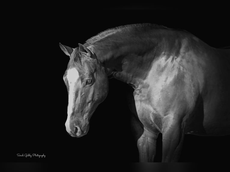 American Quarter Horse Gelding 10 years 15,2 hh Chestnut in Fairbank IA