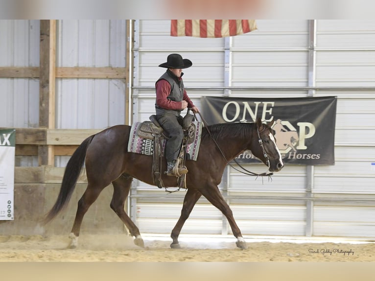 American Quarter Horse Gelding 10 years 15,2 hh Chestnut in Fairbank IA