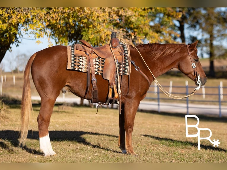 American Quarter Horse Gelding 10 years 15,2 hh Chestnut in Mountain Grove MO