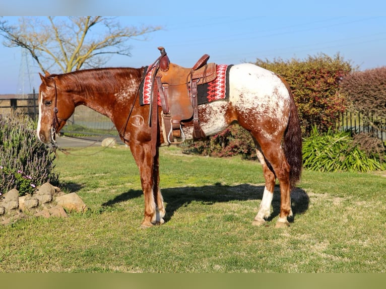 American Quarter Horse Gelding 10 years 15,2 hh Chestnut in Pleasant Grove CA