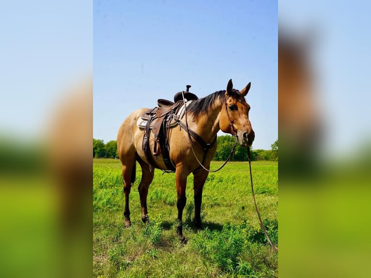 American Quarter Horse Gelding 10 years 15,2 hh Dun in Valley Springs, SD