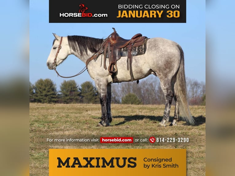 American Quarter Horse Gelding 10 years 15,2 hh Gray-Dapple in Brookville, PA