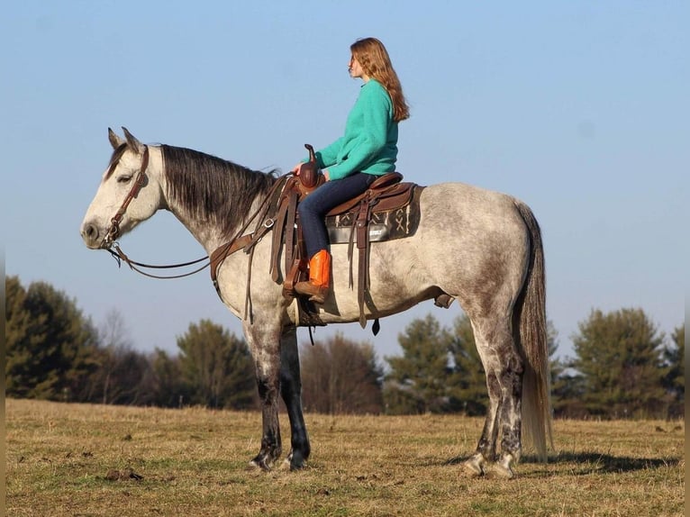 American Quarter Horse Gelding 10 years 15,2 hh Gray-Dapple in Brookville, PA