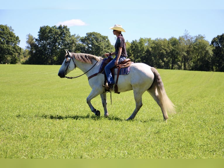 American Quarter Horse Gelding 10 years 15,2 hh Gray-Dapple in Highland MI