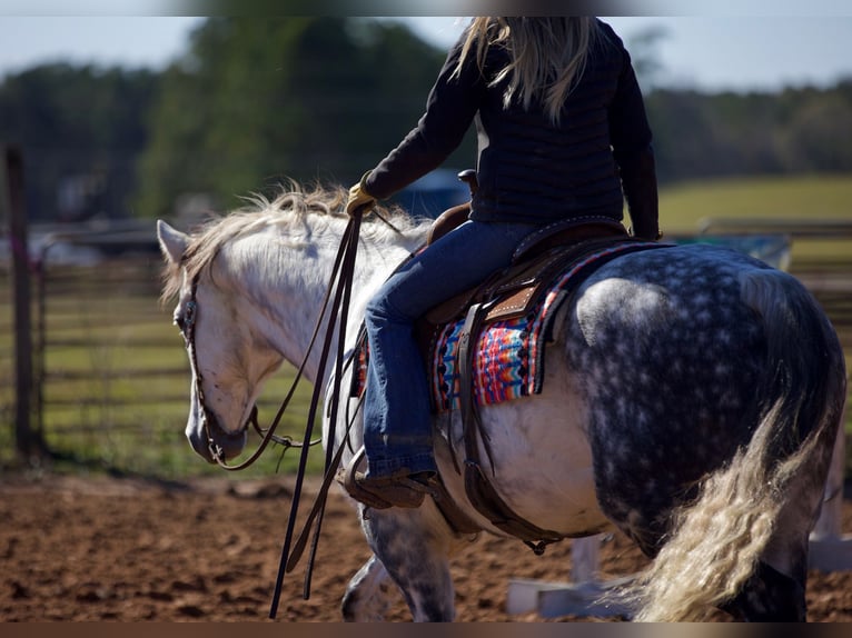 American Quarter Horse Gelding 10 years 15,2 hh Gray in Huntsville TX