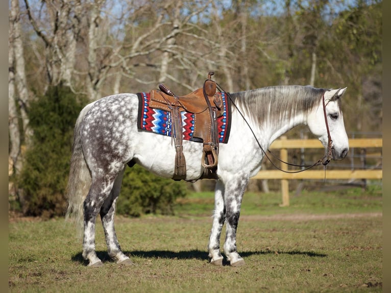 American Quarter Horse Gelding 10 years 15,2 hh Gray in Huntsville TX