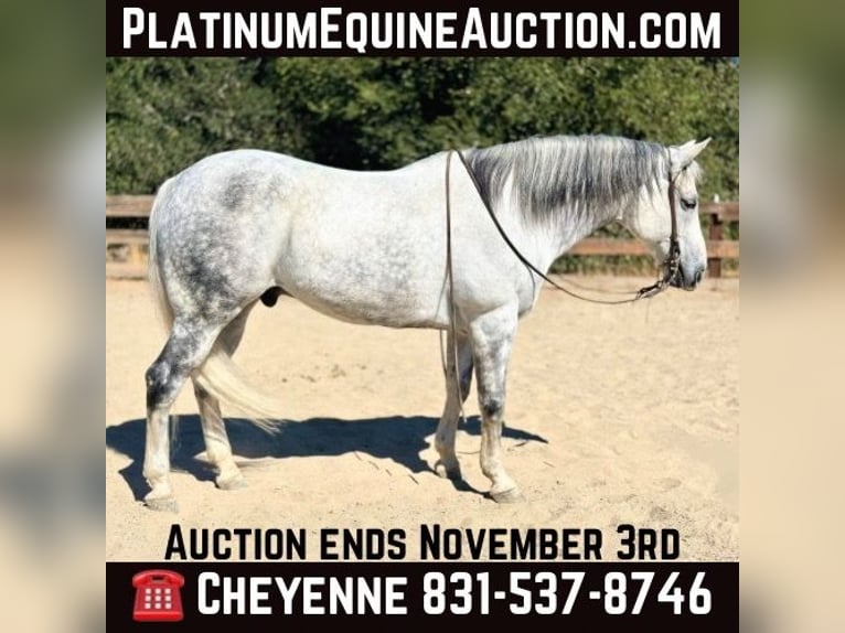 American Quarter Horse Gelding 10 years 15,2 hh Gray in Bitterwater CA