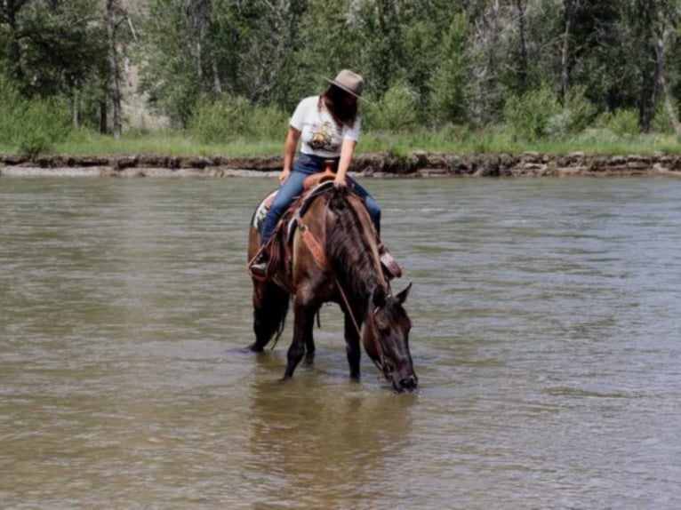 American Quarter Horse Gelding 10 years 15,2 hh Grullo in Wendall ID