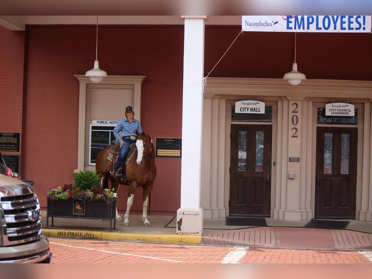 American Quarter Horse Gelding 10 years 15,2 hh Overo-all-colors in Rusk TX