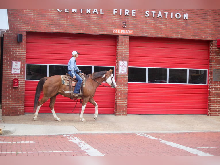 American Quarter Horse Gelding 10 years 15,2 hh Overo-all-colors in Rusk TX