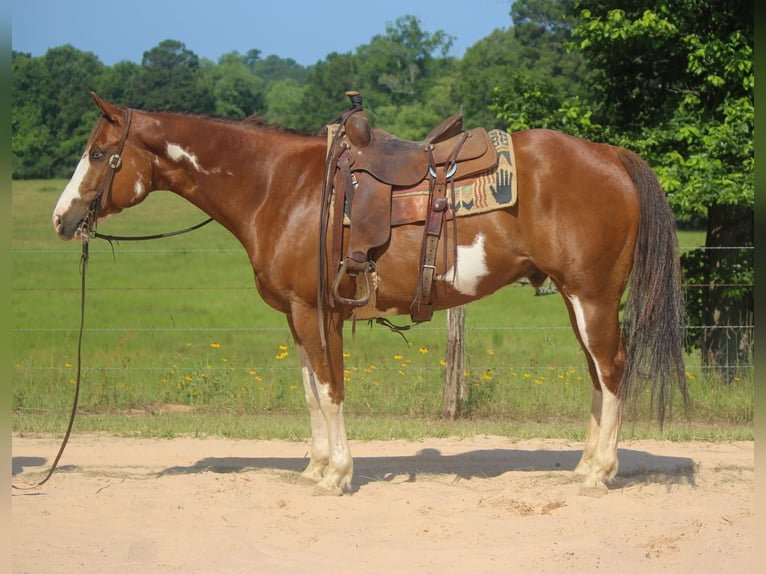 American Quarter Horse Gelding 10 years 15,2 hh Overo-all-colors in Rusk TX