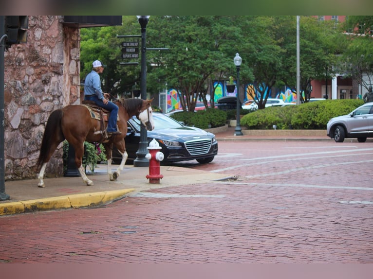 American Quarter Horse Gelding 10 years 15,2 hh Overo-all-colors in Rusk TX